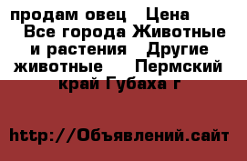  продам овец › Цена ­ 100 - Все города Животные и растения » Другие животные   . Пермский край,Губаха г.